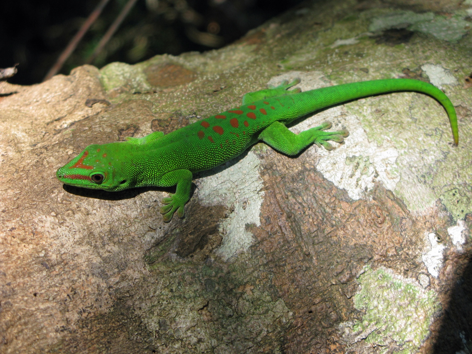 Phelsuma m. grandis. grandis 2 NDC